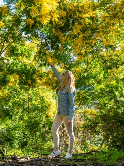 Balade mimosa Tanneron