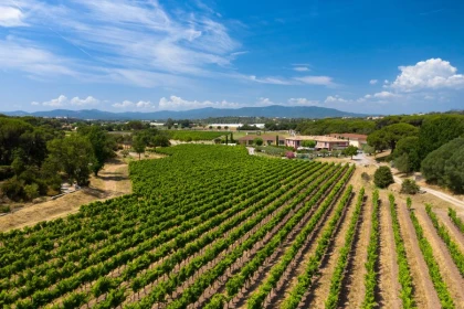 vignobles clos des roses