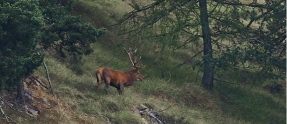 Randonnée brame du cerf dans l'Estérel
