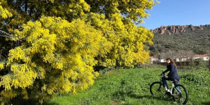 Mimosa à Saint Raphaël
