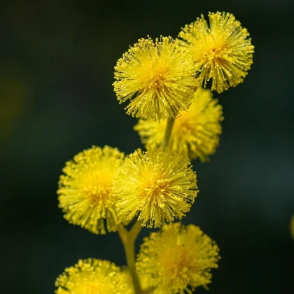 Flocons de mimosa