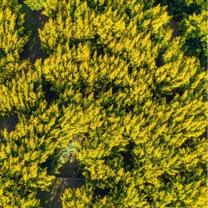 Mimosa en Pays de Fayence