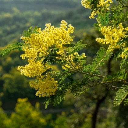 Branche de mimosa côte d'azur