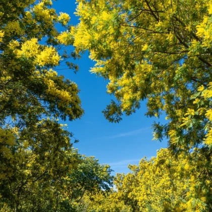 Mimosas fleuris Saint Raphaël