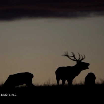 Brame du cerf massif de l'Estérel