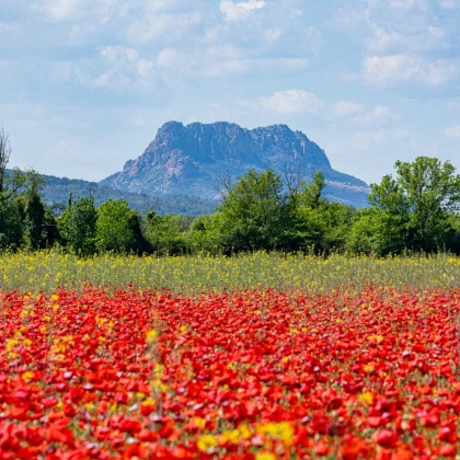 Activités à faire à Roquebrune sur Argens