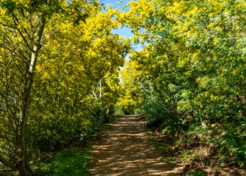 Mimosa - Expérience Côte d'Azur