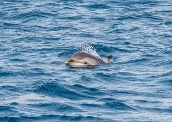Dauphins - Expérience Côte d'Azur