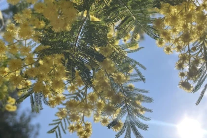 À la découverte de Tanneron : Le Royaume du Mimosa - Expérience Côte d'Azur