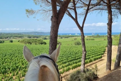 Balade à cheval et dégustation de vins, Ramatuelle - Expérience Côte d'Azur