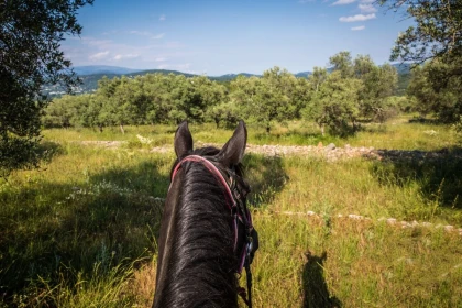 Balade demi-journée à cheval au lac St Cassien - Expérience Côte d'Azur