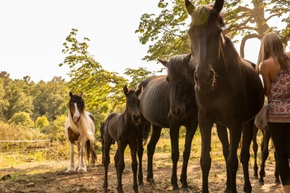 Balade demi-journée à cheval au lac St Cassien - Expérience Côte d'Azur
