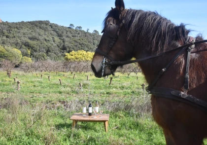 Balade en calèche au cœur des vignes - Expérience Côte d'Azur