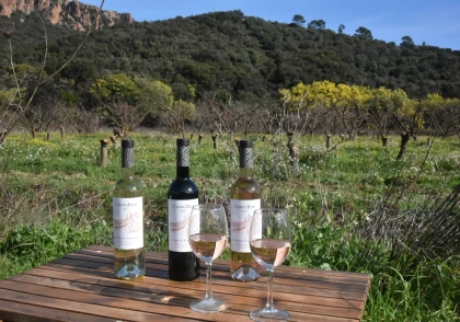 Balade en calèche au cœur des vignes - Expérience Côte d'Azur