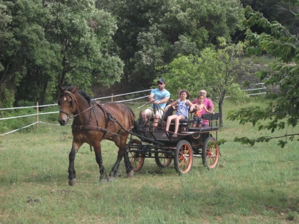 Balade en calèche au cœur des vignes - Expérience Côte d'Azur