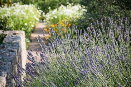 Balade guidée dans le Jardin remarquable - Expérience Côte d'Azur