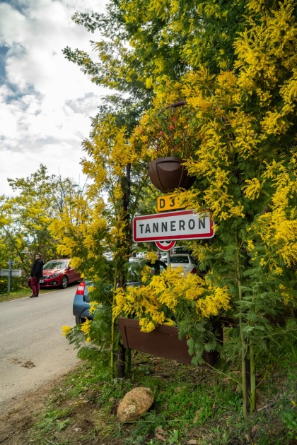 Balade naturaliste - Au coeur du Tanneron et ses mimosas - Expérience Côte d'Azur