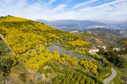 Balade naturaliste - Au coeur du Tanneron et ses mimosas - Expérience Côte d'Azur