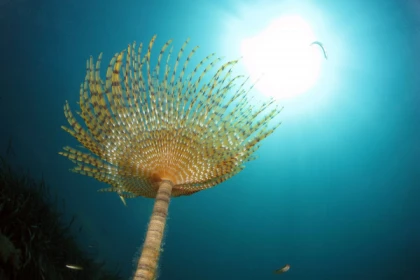 Baptême de plongée, au départ du bateau - Expérience Côte d'Azur