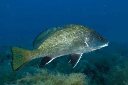 Baptême plongée sous-marine Port Fréjus - Expérience Côte d'Azur
