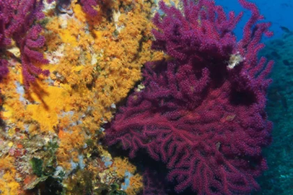 Baptême plongée sous-marine Port Fréjus - PROMO - Expérience Côte d'Azur