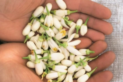 bourgeon fleurs Fragonad