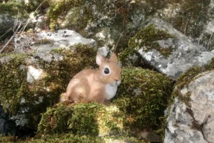 Chasse au trésor + Jeu de piste en forêt - Grotte baume obscure - Expérience Côte d'Azur