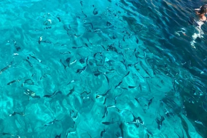 Croisière baignade dans les Calanques en demi-journée - Eco 1 - Expérience Côte d'Azur