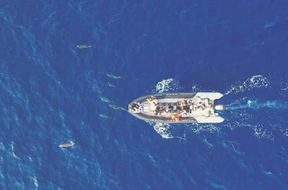 Dauphins & cétacés - Expérience Côte d'Azur