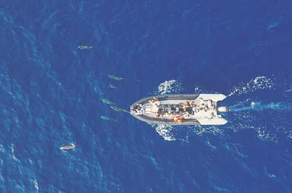 Dauphins & cétacés - Expérience Côte d'Azur