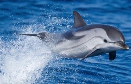 Excursion en mer Dauphins et Cétacés - Saint Raphaël - Expérience Côte d'Azur
