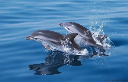 Excursion en mer Dauphins et Cétacés - Saint Raphaël - Expérience Côte d'Azur
