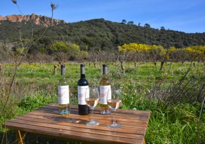 Dégustation de vin et visite des vignes - Expérience Côte d'Azur