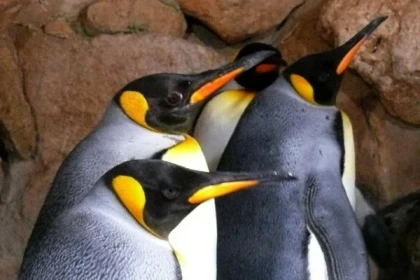 Parc Marineland fermé définitivement depuis 5 Janvier 2025 - Expérience Côte d'Azur