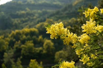 Escapade au pays du Mimosa ! - Expérience Côte d'Azur