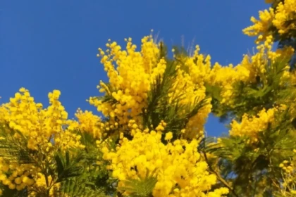 Journée oenologique vignobles de Bormes-les-Mimosas - Expérience Côte d'Azur