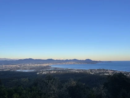 Le mimosa au coeur des Petites Maures - Expérience Côte d'Azur