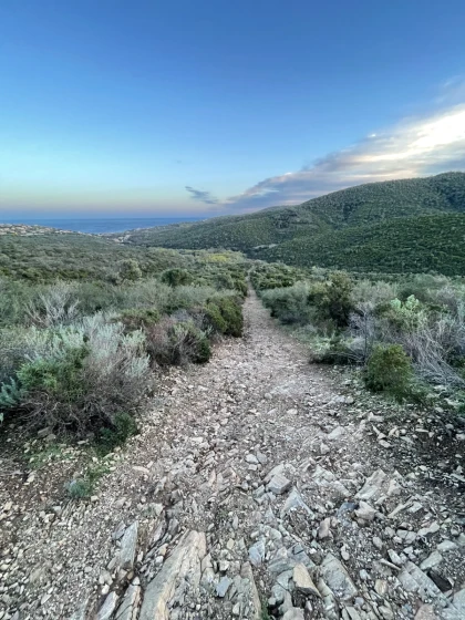 Le mimosa au coeur des Petites Maures - Expérience Côte d'Azur