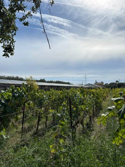 Nice : Visite des vignobles de Bellet en E-Bike avec dégustation de vin - Expérience Côte d'Azur