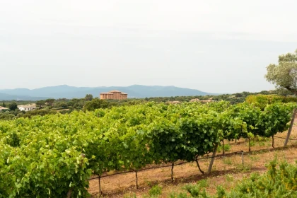 Pause dégustation Cheese & Wine face aux vignes - Spécial EVG/JF - Expérience Côte d'Azur