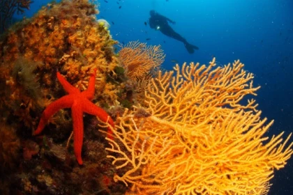 * Plongée d’exploration - Expérience Côte d'Azur
