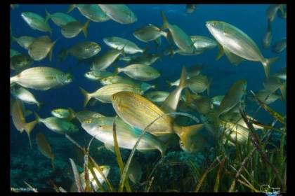 Stage initiation baptême avec 2 à 3 plongées - Port fréjus - Expérience Côte d'Azur