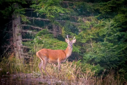 balade guidée Brame du Cerf dans l'Estérel