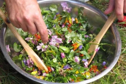 Randonnée découverte des plantes sauvages comestibles à Mandelieu - Expérience Côte d'Azur