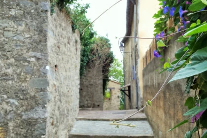 Randonnée découverte et plantes comestibles - Pays de Fayence - Expérience Côte d'Azur