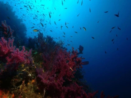 Randonnée palmée Ile d'Or - Saint-Raphaël - Expérience Côte d'Azur