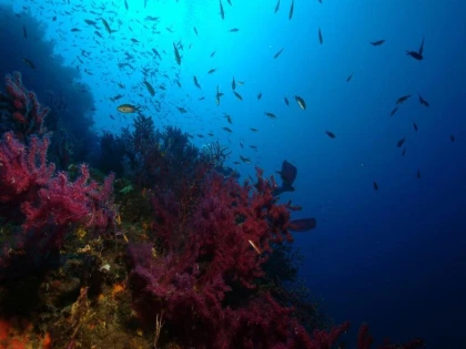 Randonnée palmée / Snorkeling à l'Île d'Or – En autonomie - Expérience Côte d'Azur