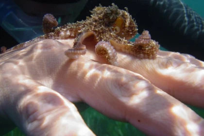 Randonnée aquatique palmée et balade en bateau - Expérience Côte d'Azur
