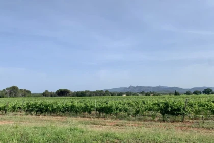 Randonnée en VTT électrique - "Au coeur du vignoble" - Expérience Côte d'Azur