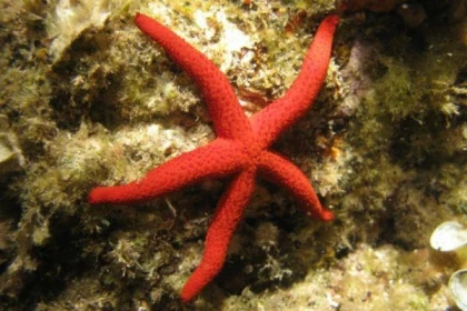 Randonnée palmée à Boulouris - Expérience Côte d'Azur